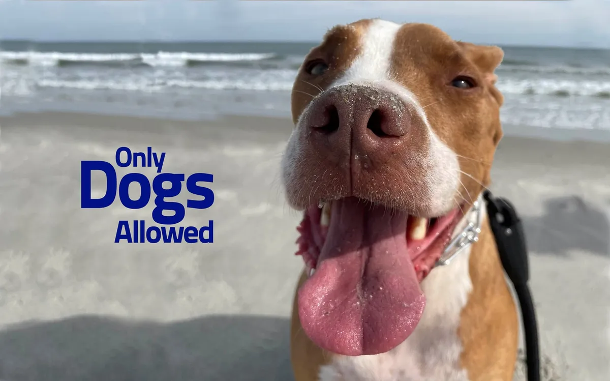 A joyful dog's face is set against a sunny beach background, with the playful text 'Only Dogs Allowed.' The image captures the fun and spirit of bringing pets along to the beach, directly tying into the pet-friendly amenities and inclusivity described in the section.
